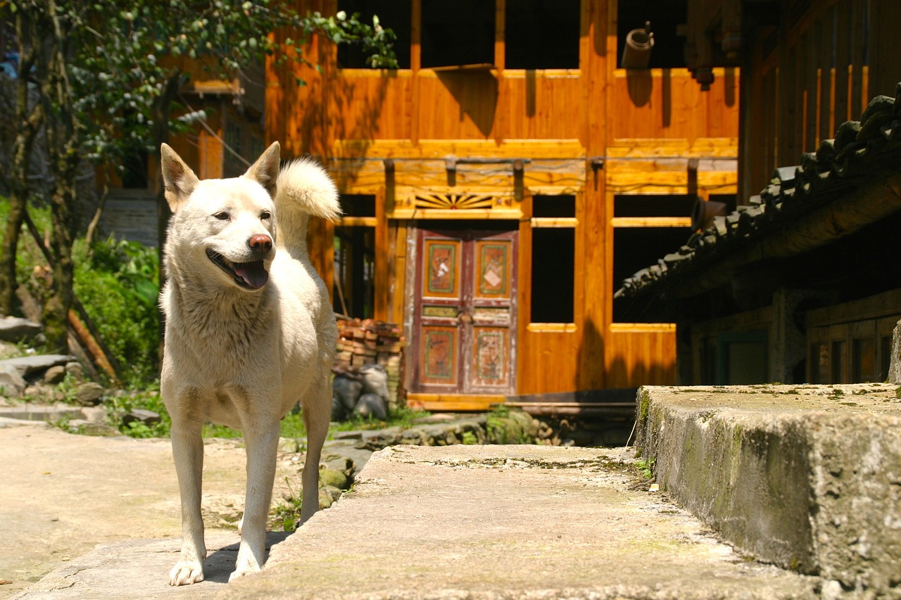 流浪猫被喂食物后带孩子找上门——人与猫的奇妙缘分