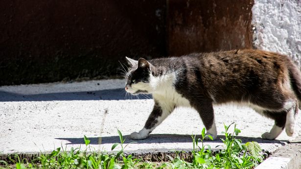 用“它们讨厌”的14便士小技巧阻止猫在你的花园里拉屎